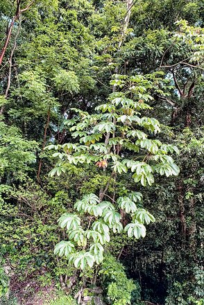 chiap_Yaxchilán_019