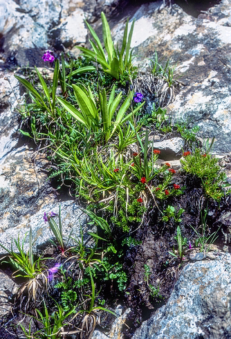 Kash-Himal-Flora-003