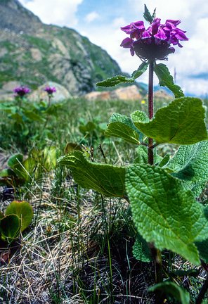 Kash-Himal-Flora-004