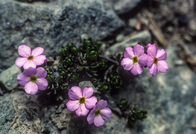 Kash-Himal-Flora-005