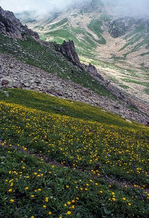 Kash-Himal-Flora-009