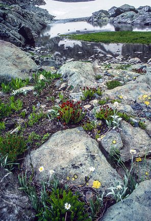 Kash-Himal-Flora-010