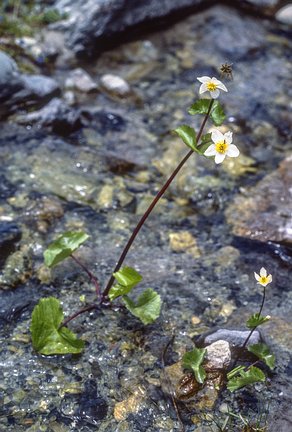 Kash-Himal-Flora-012