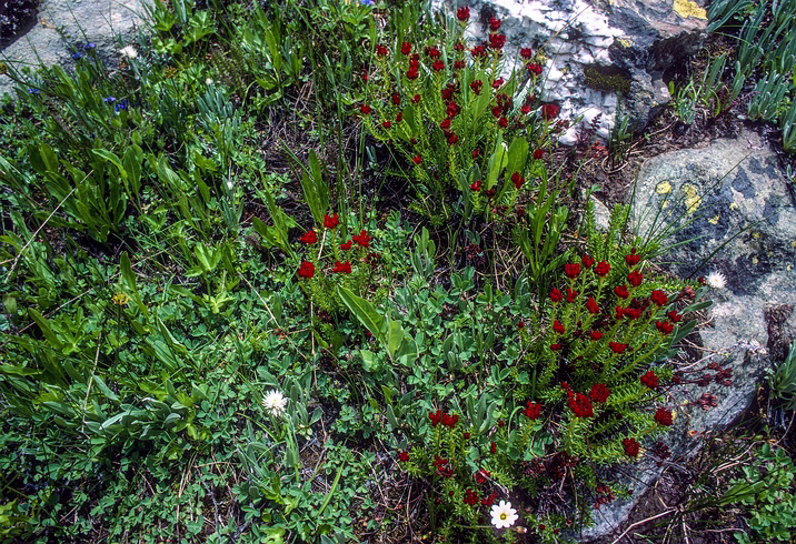 Kash-Himal-Flora-019