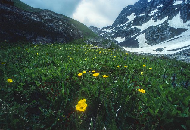 Kash-Himal-Flora-020 FL - CHORBIN PASS