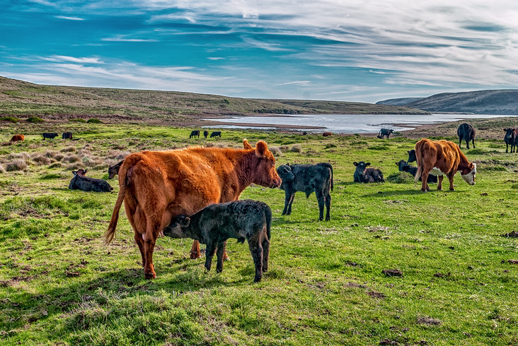 Farm_017