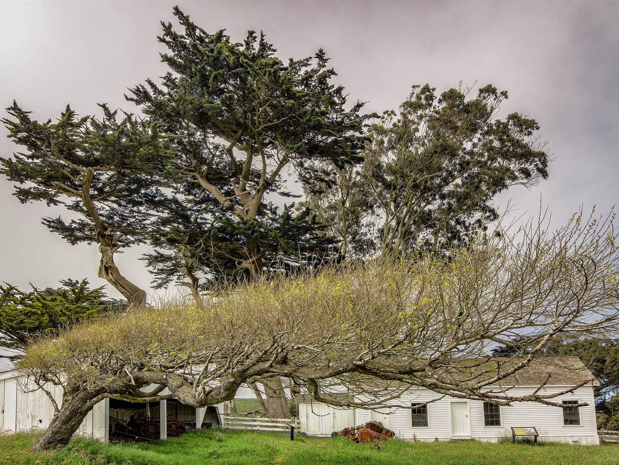Tomales Point
