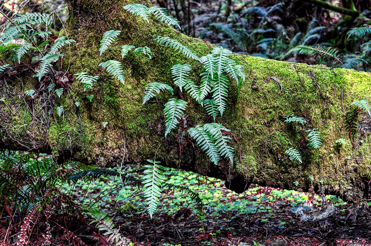 MtTam_010