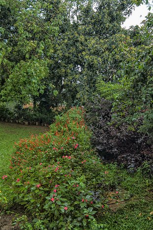 SL_Kandy_garden_010