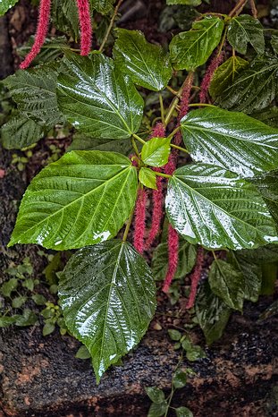 SL_Kandy_garden_012