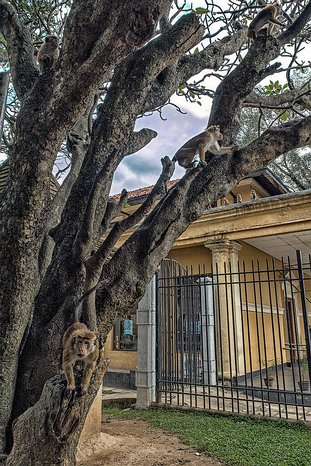 SL_Kandy_temple_010