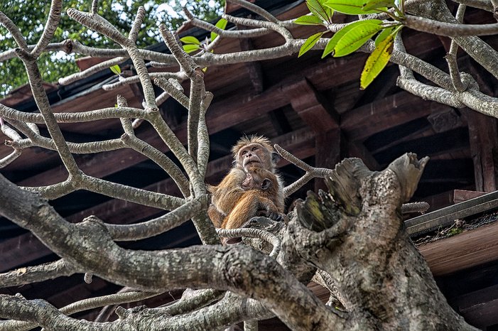 SL_Kandy_temple_012