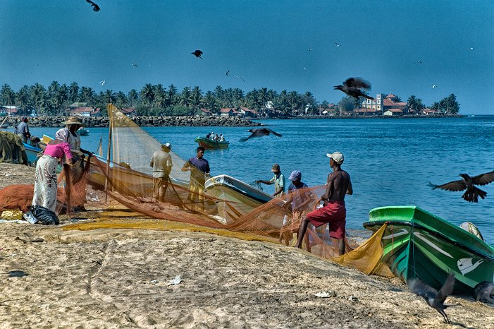 SL_Negombo_fish_008