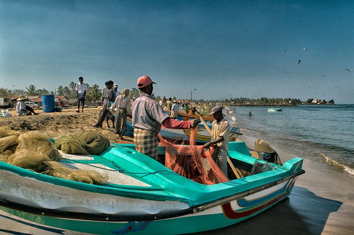 SL_Negombo_fish_018