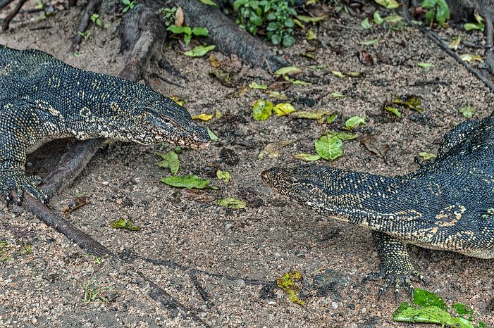 SL_Triangle_Polonnaruwa_010