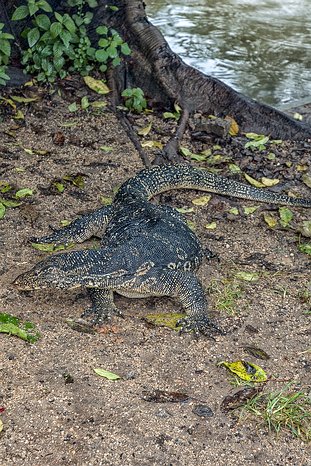 SL_Triangle_Polonnaruwa_011