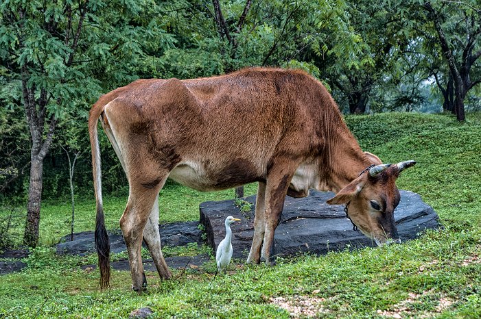 SL_Triangle_Polonnaruwa_012