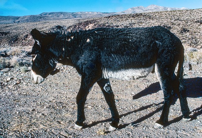 West-Desert-DeathValley-009