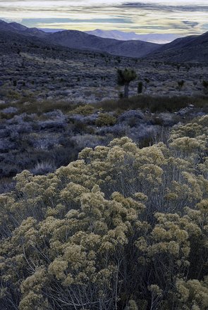 West-Desert-Mojave-005