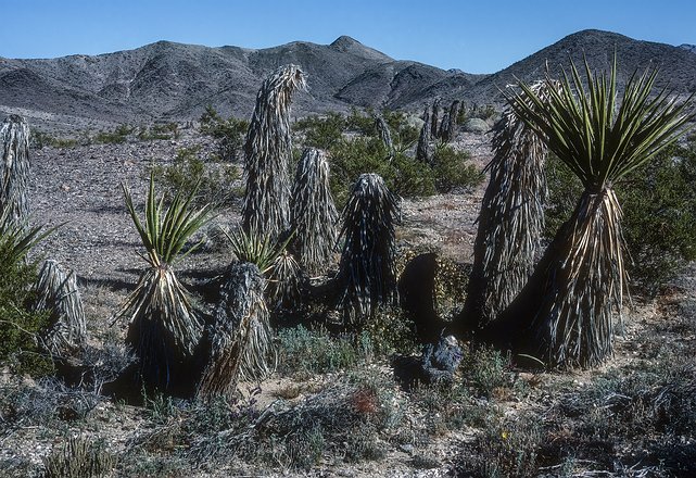 West-Desert-Mojave-020