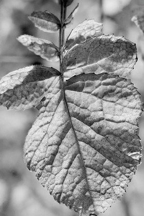 West-Mountains-BW-04